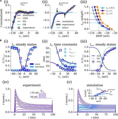 Description of the Human Atrial Action Potential Derived From a Single, Congruent Data Source: Novel Computational Models for Integrated Experimental-Numerical Study of Atrial Arrhythmia Mechanisms